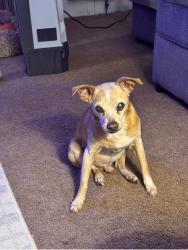 Lost Male Dog last seen Ashley Brook Mobile home park, Resaca, GA 30735
