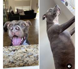 Lost Female Dog last seen Fort Myers, FL 33916, Fort Myers, FL 33916