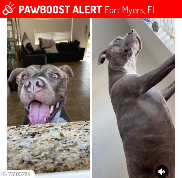 Lost Female Dog last seen Fort Myers, FL 33916, Fort Myers, FL 33916