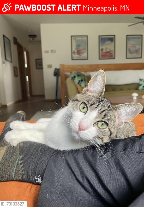 Lost Female Cat last seen Boom island park, Minneapolis, MN 55413