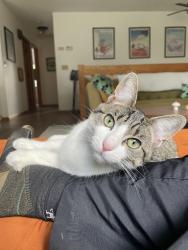 Lost Female Cat last seen Boom island park, Minneapolis, MN 55413