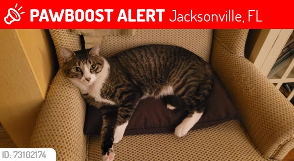 Lost Male Cat last seen Pine Grove Court, Avondale, behind Kent campus, Jacksonville, FL 32205