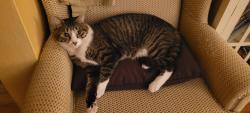 Lost Male Cat last seen Pine Grove Court, Avondale, behind Kent campus, Jacksonville, FL 32205