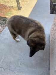 Reunited Unknown Dog last seen Sapwi park, Thousand Oaks, CA 91362
