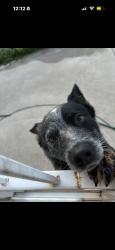 Reunited Male Dog last seen W 2nd Ave & Bryant St, Denver, CO 80219, USA, Denver, CO 80219