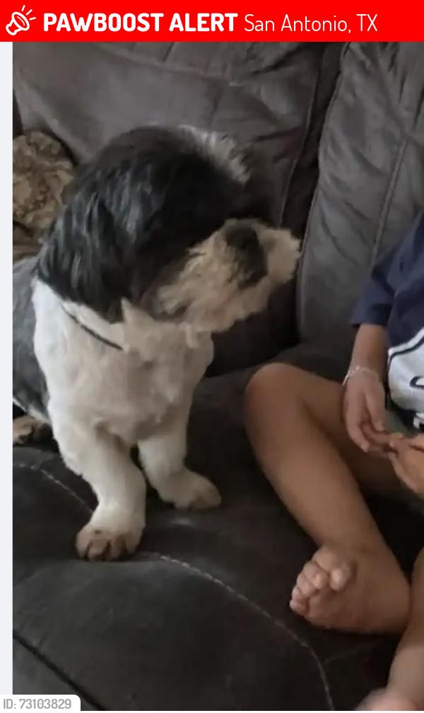 Lost Male Dog last seen Port Victoria / beryl cv, San Antonio, TX 78242