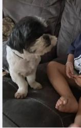 Lost Male Dog last seen Port Victoria / beryl cv, San Antonio, TX 78242