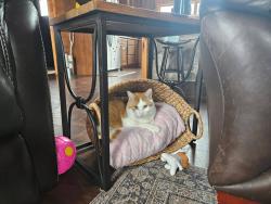 Lost Male Cat last seen Montevideo, Montevideo, MN 56265