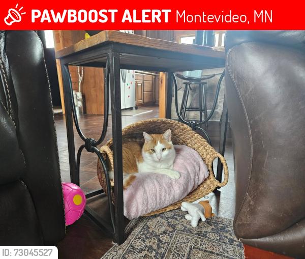 Lost Male Cat last seen Montevideo, Montevideo, MN 56265