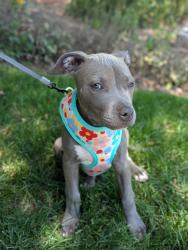 Found/Stray Female Dog last seen Nationals Stadium, Washington, DC 20024