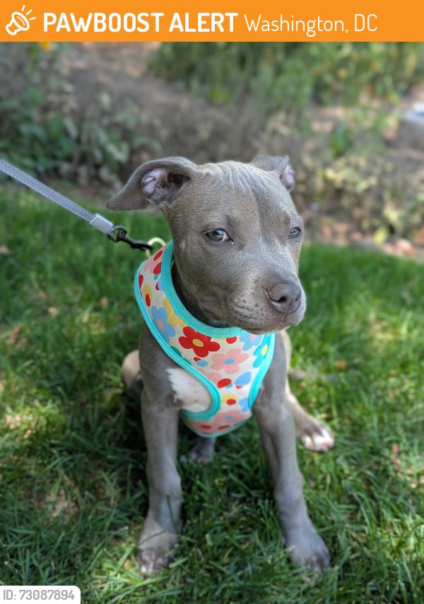 Found/Stray Female Dog last seen Nationals Stadium, Washington, DC 20024