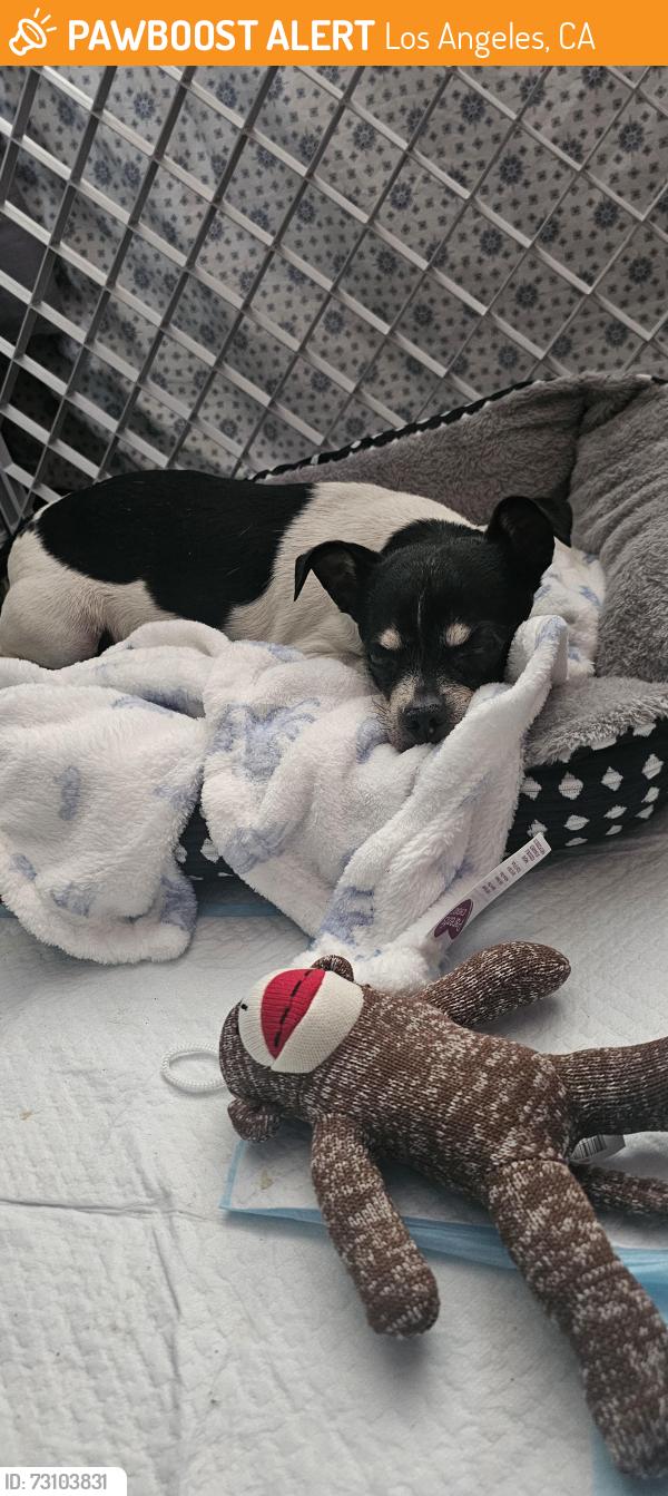 Found/Stray Male Dog last seen Near tracks/airport/dirt lot, Los Angeles, CA 91605