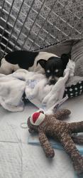 Found/Stray Male Dog last seen Near tracks/airport/dirt lot, Los Angeles, CA 91605