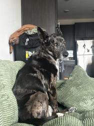 Reunited Female Dog last seen Bart Griffin Road, Maryville, TN 37803