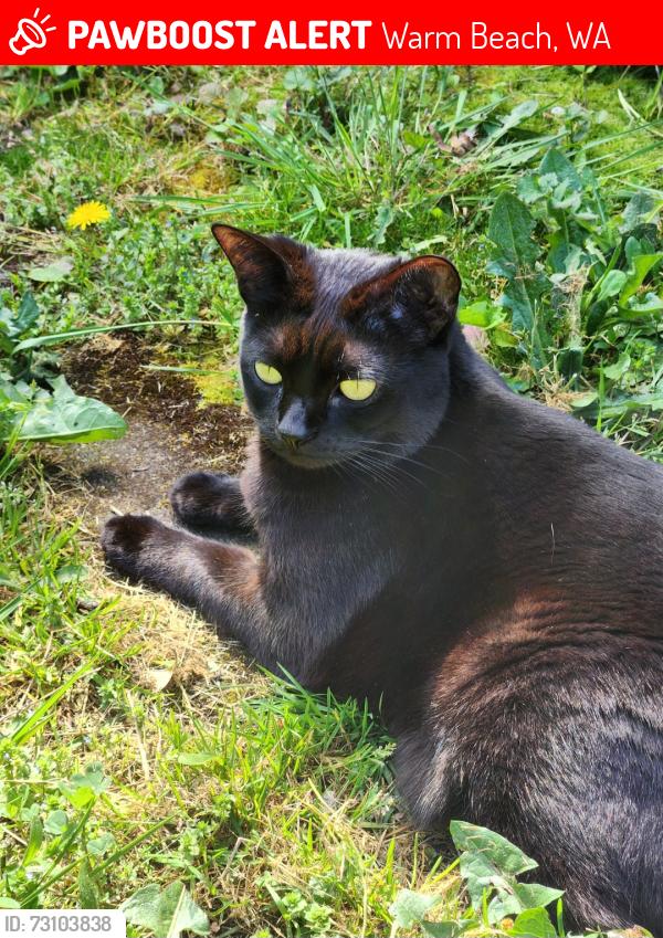 Lost Female Cat last seen 176th pl nw & 65th dr nw. Lake Howard, Warm Beach, WA 98292