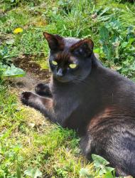 Lost Female Cat last seen 176th pl nw & 65th dr nw. Lake Howard, Warm Beach, WA 98292