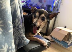 Reunited Male Dog last seen Pinehurst Dr, Spring Hill, FL 34606