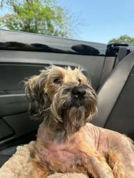 Lost Female Dog last seen Coosa high school, Rome, GA 30165