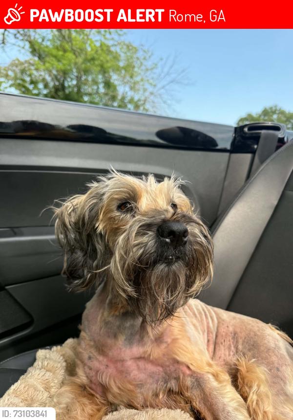 Lost Female Dog last seen Coosa high school, Rome, GA 30165