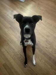 Reunited Female Dog last seen Laurel Lane/Jones Hollow Rd, Marlborough, CT 06447