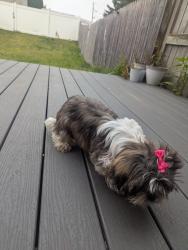 Reunited Female Dog last seen Behind Topaz Drive, Lancaster, PA 17603