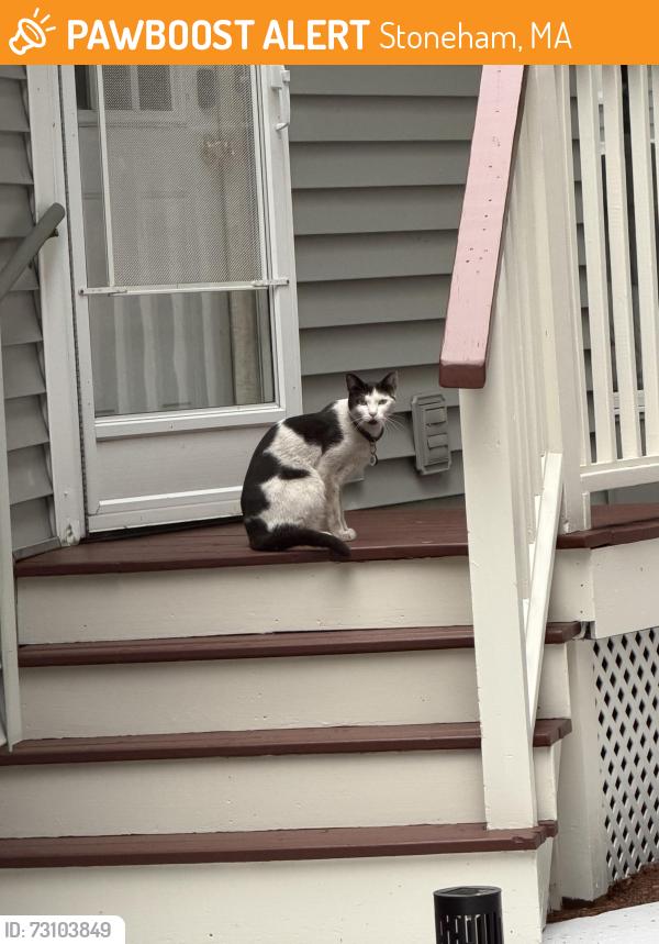 Found/Stray Unknown Cat last seen Found on my back steps, Stoneham, MA 02180