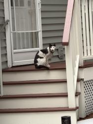 Found/Stray Unknown Cat last seen Found on my back steps, Stoneham, MA 02180