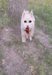 Lost Male Dog last seen Baconton ga, Baconton, GA 31716
