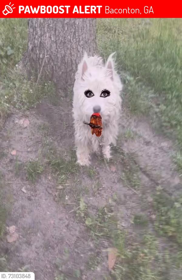 Lost Male Dog last seen Baconton ga, Baconton, GA 31716