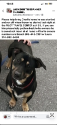 Lost Male Dog last seen Kenworth Blvd & Christmasville Rd, Jackson, TN 38305