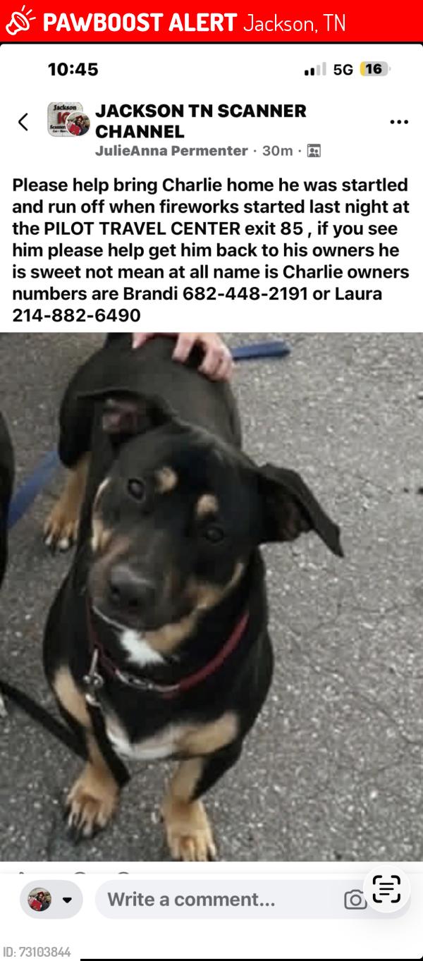 Lost Male Dog last seen Kenworth Blvd & Christmasville Rd, Jackson, TN 38305