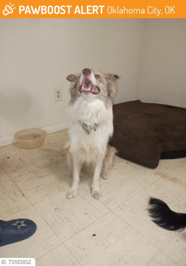 Found/Stray Male Dog last seen Near heyman st, Oklahoma City, OK 73108