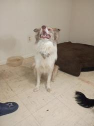 Found/Stray Male Dog last seen Near heyman st, Oklahoma City, OK 73108