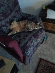 Lost Male Cat last seen Corser st and Charleville st Point Vernon Qld, Point Vernon, QLD 4655