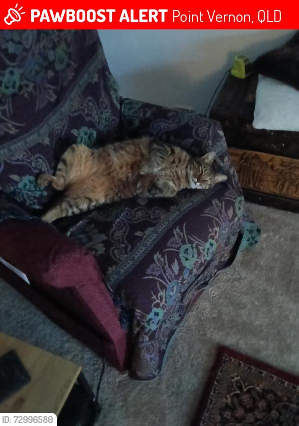 Lost Male Cat last seen Corser st and Charleville st Point Vernon Qld, Point Vernon, QLD 4655