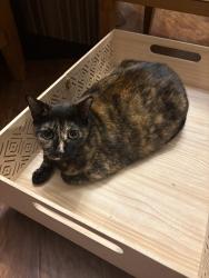 Lost Female Cat last seen Deer Run neighborhood, Casselberry, FL 32707