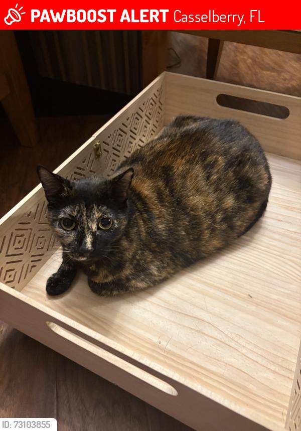 Lost Female Cat last seen Deer Run neighborhood, Casselberry, FL 32707