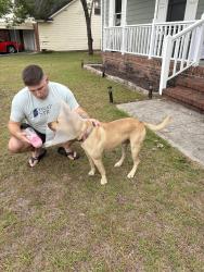 Found/Stray Male Dog last seen Prestige Blvd and Santiato, Fayetteville, NC 28314