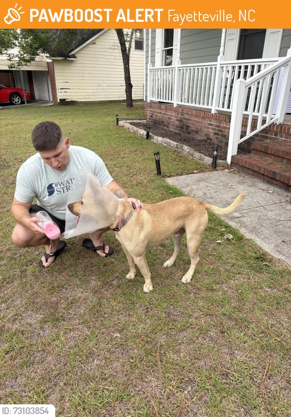 Found/Stray Male Dog last seen Prestige Blvd and Santiato, Fayetteville, NC 28314