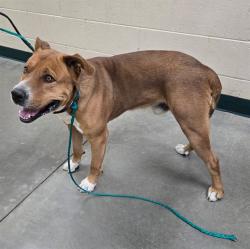 Shelter Stray Male Dog last seen Near SLOPE DR, SUN VALLEY NV 89433, 2825 Longley Ln Suite A, Reno, NV 89502, USA