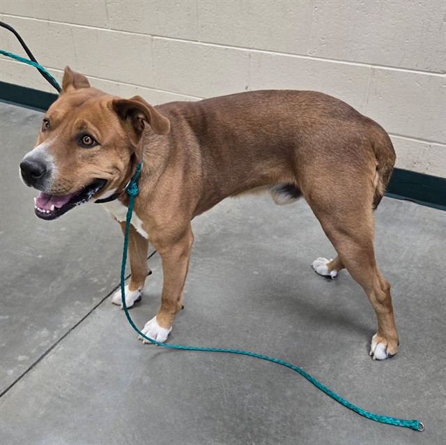 Shelter Stray Male Dog last seen Near SLOPE DR, SUN VALLEY NV 89433, 2825 Longley Ln Suite A, Reno, NV 89502, USA