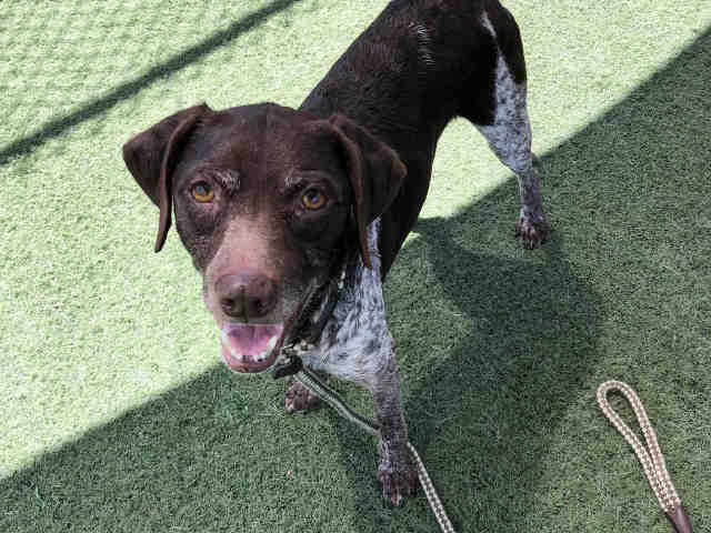 Shelter Stray Male Dog last seen FOUND ON D ST, 5821 Sweetwater Rd, Bonita, CA 91902, USA