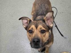 Shelter Stray Female Dog last seen COUNTRY CLUB RD. BORREGO PRINGS, 5821 Sweetwater Rd, Bonita, CA 91902, USA