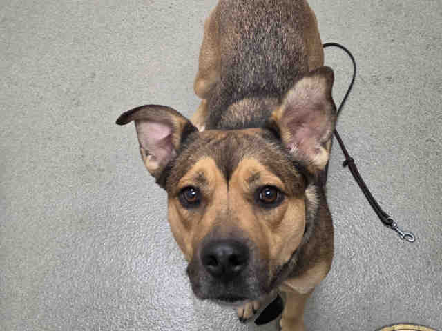 Shelter Stray Female Dog last seen COUNTRY CLUB RD. BORREGO PRINGS, 5821 Sweetwater Rd, Bonita, CA 91902, USA