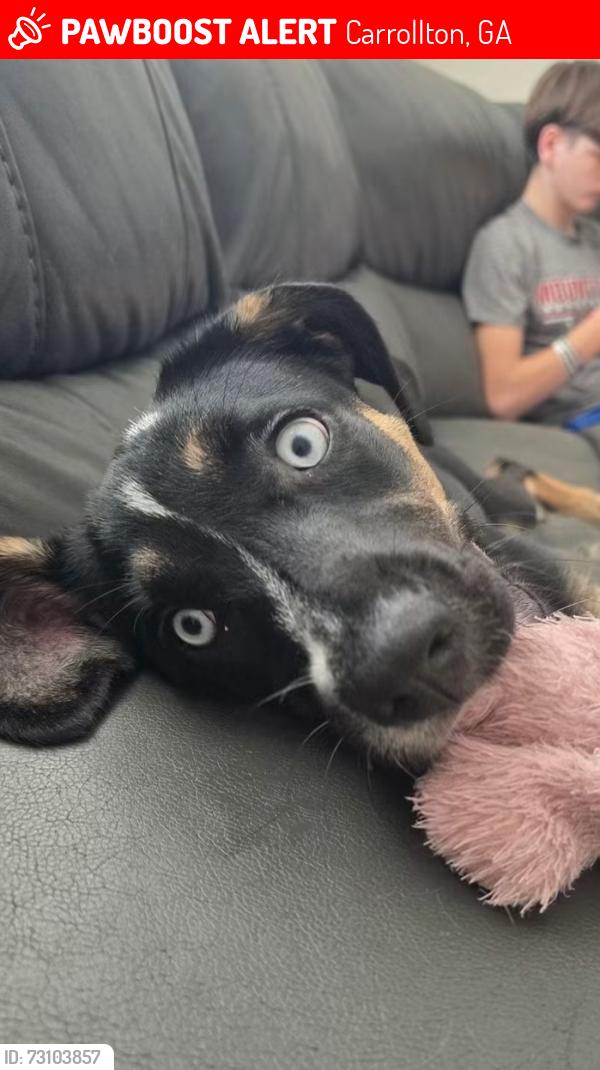 Lost Female Dog last seen Near Columbia dr Carrollton ga 30117, Carrollton, GA 30117