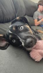 Lost Female Dog last seen Near Columbia dr Carrollton ga 30117, Carrollton, GA 30117