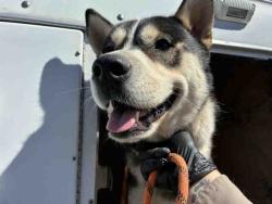 Shelter Stray Male Dog last seen , 2481 Palomar Airport Rd, Carlsbad, CA 92011, USA