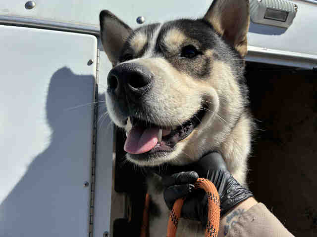 Shelter Stray Male Dog last seen , 2481 Palomar Airport Rd, Carlsbad, CA 92011, USA