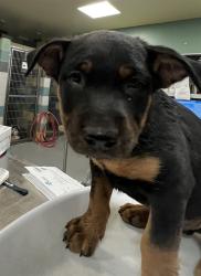 Shelter Stray Male Dog last seen Near BLOCK MEADOW GROVE ST, HEMET, CA, 581 S Grand Ave, San Jacinto, CA 92582, USA