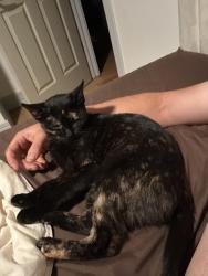 Reunited Female Cat last seen Lawler Ave and 137th street, Crestwood, IL 60418